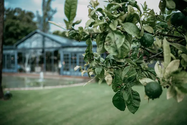 boda huerto Santa Maria Paula Vicent ceremonia detalles