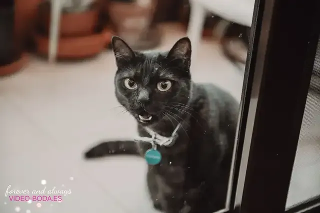 boda el telar Miquel Marti Alba Emilio q preparativos